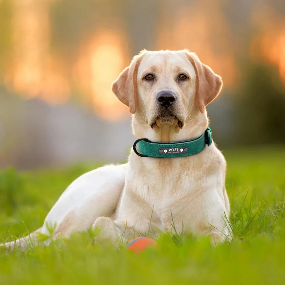 Personalised Leather Dog Collar with ID Tag