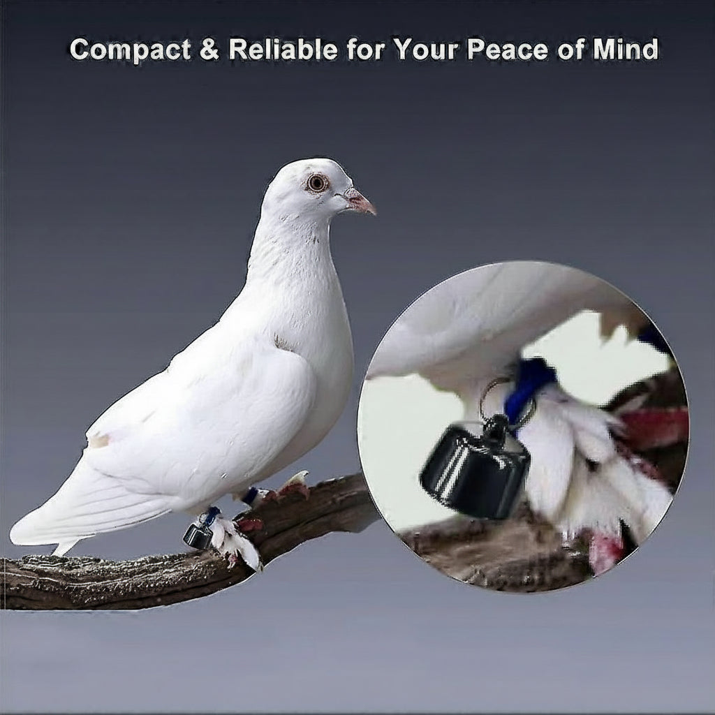 Pawzzie GPS Pet Tracking Collar worn by dog