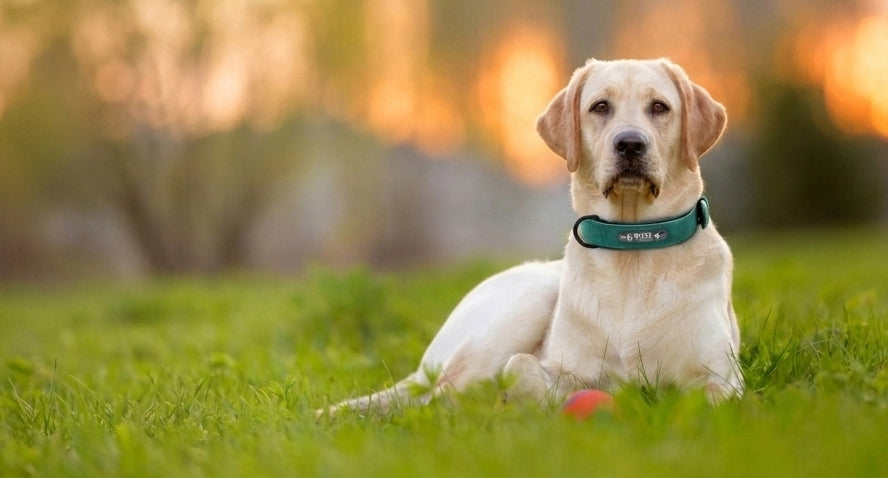 Personalised Leather Dog Collar with Engraved ID Tag — Pawzzie