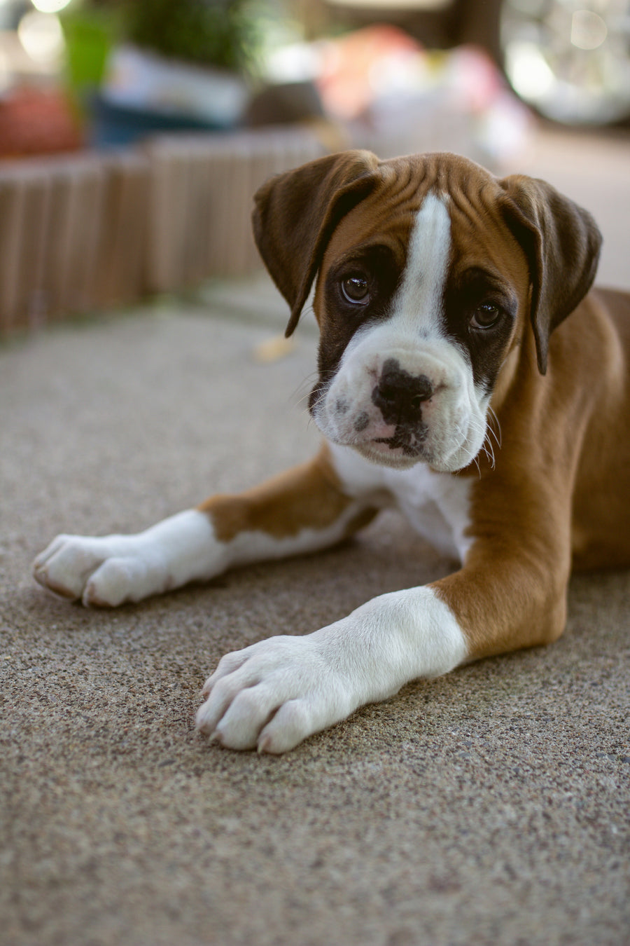 Dog